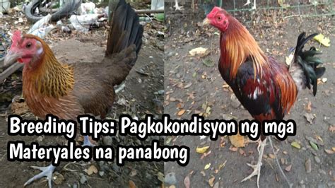 kinds of panabong na manok|Paano Pumili ng Manok Panabong [ Tips in Selection ] .